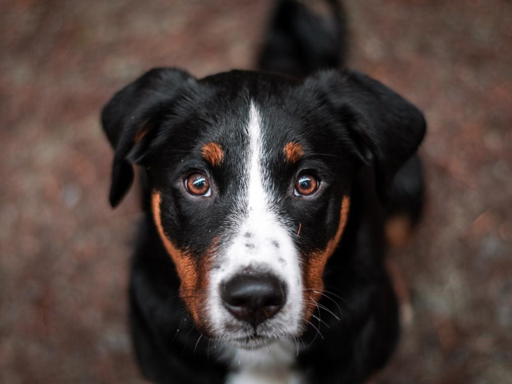 Geef jij deze honden een warme thuis?