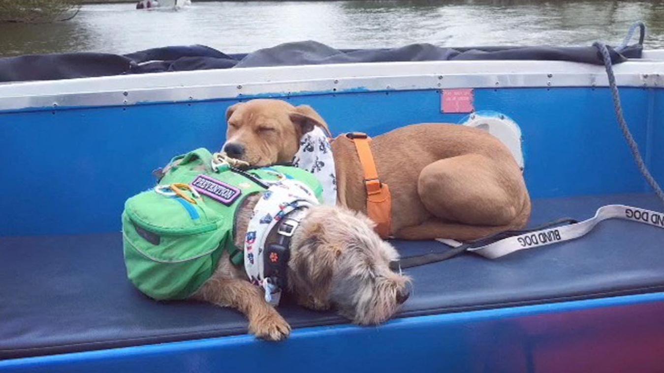 VIDEO. Deze hond heeft z'n eigen blindengeleidehond