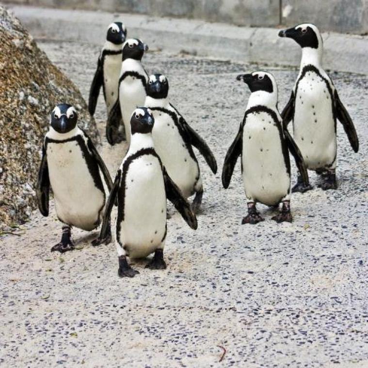 Primeur: Zoo Antwerpen helpt pinguïns zoeken naar partner met "lichtshow"