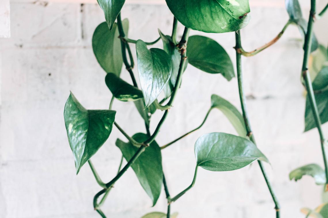 Deze drie planten overleven in een donker hoekje