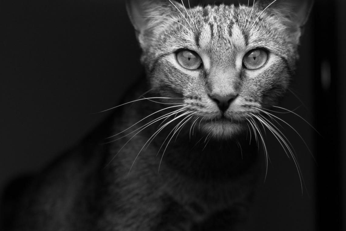 Australië wil tegen eind 2020 zo'n 2 miljoen katten doden