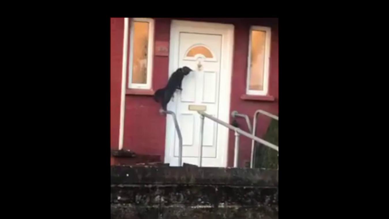 VIDEO. Kat klopt beleefd op de deur om binnen te mogen