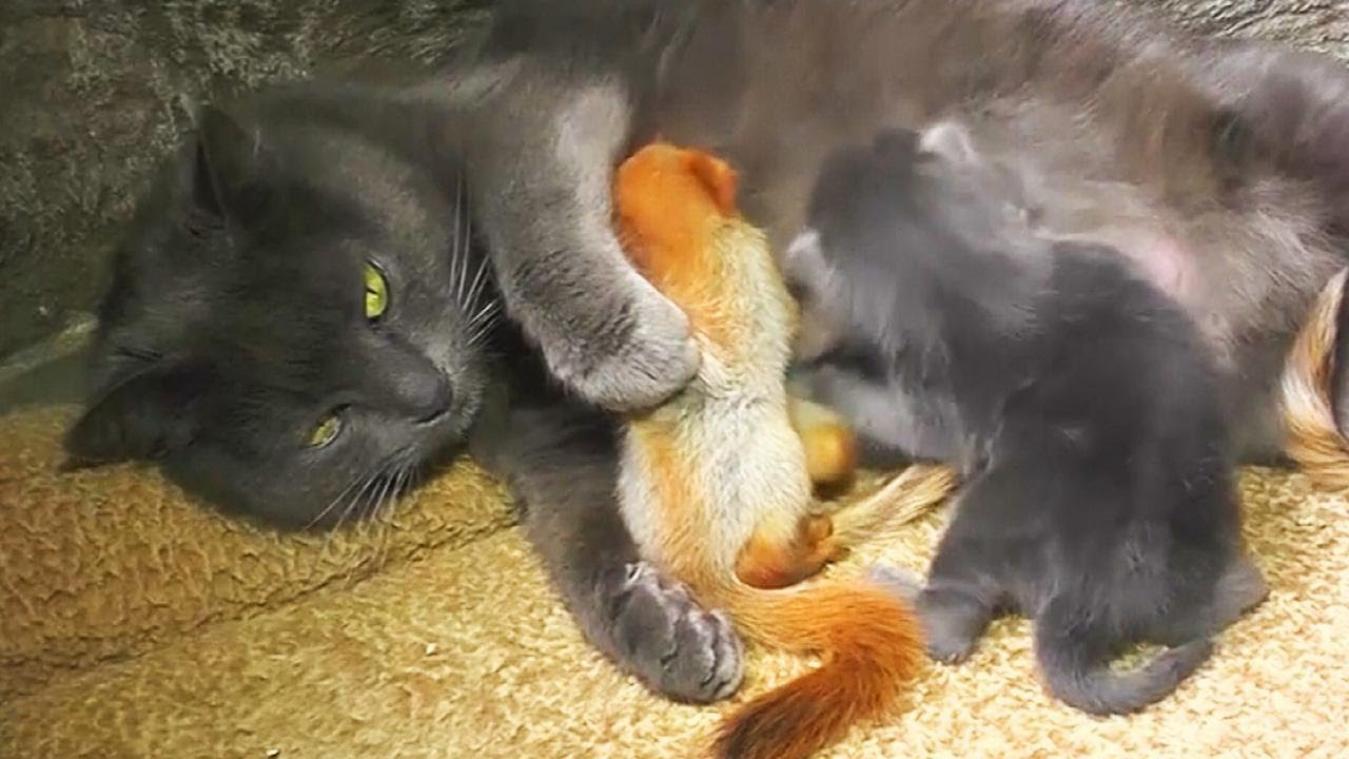 VIDEO. Kat neemt vier baby eekhoorntjes onder haar hoede