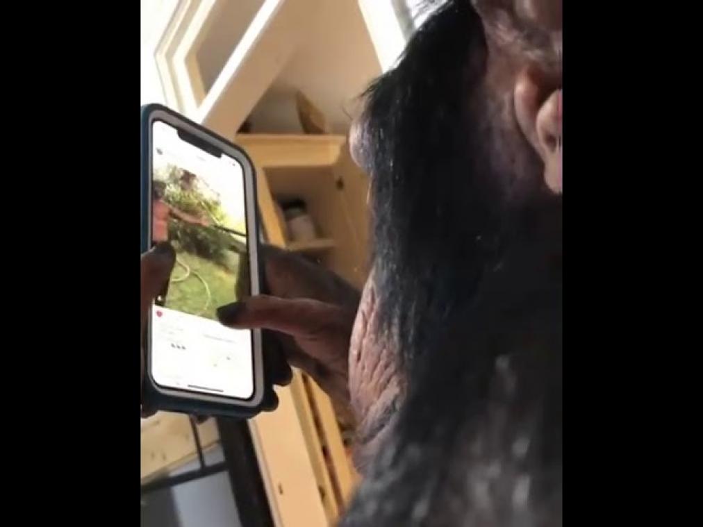 VIDEO. Chimpansee scrolt door Instagram op smartphone