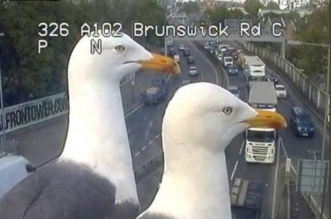 VIDEO. Deze meeuwen geven verkeersupdates op Twitter