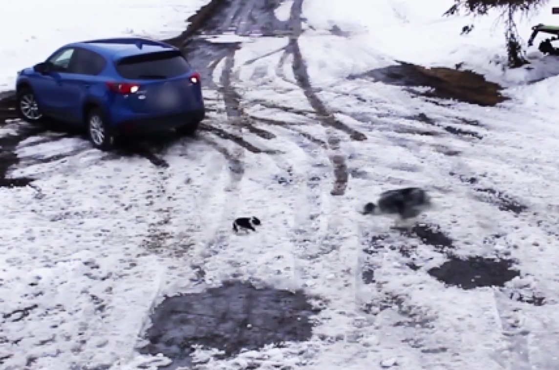 VIDEO. Border collie redt chihuahua van verplettingsdood