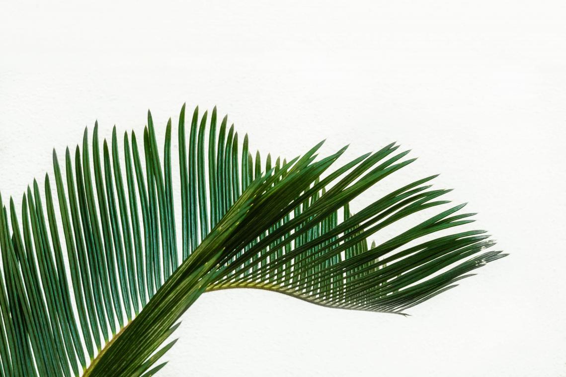 Dit alledaagse afvalproduct kan palmolie vervangen