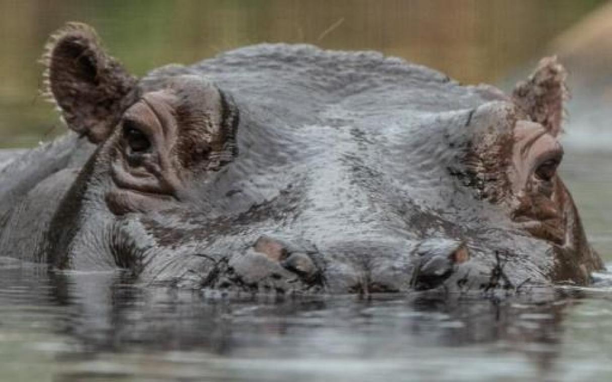 Afrikaanse meren bedreigd door tekort aan nijlpaardenmest