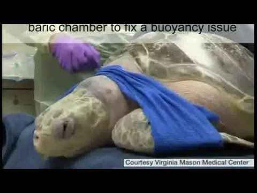 Schildpad ondergaat experimentele behandeling voor gasbubbels