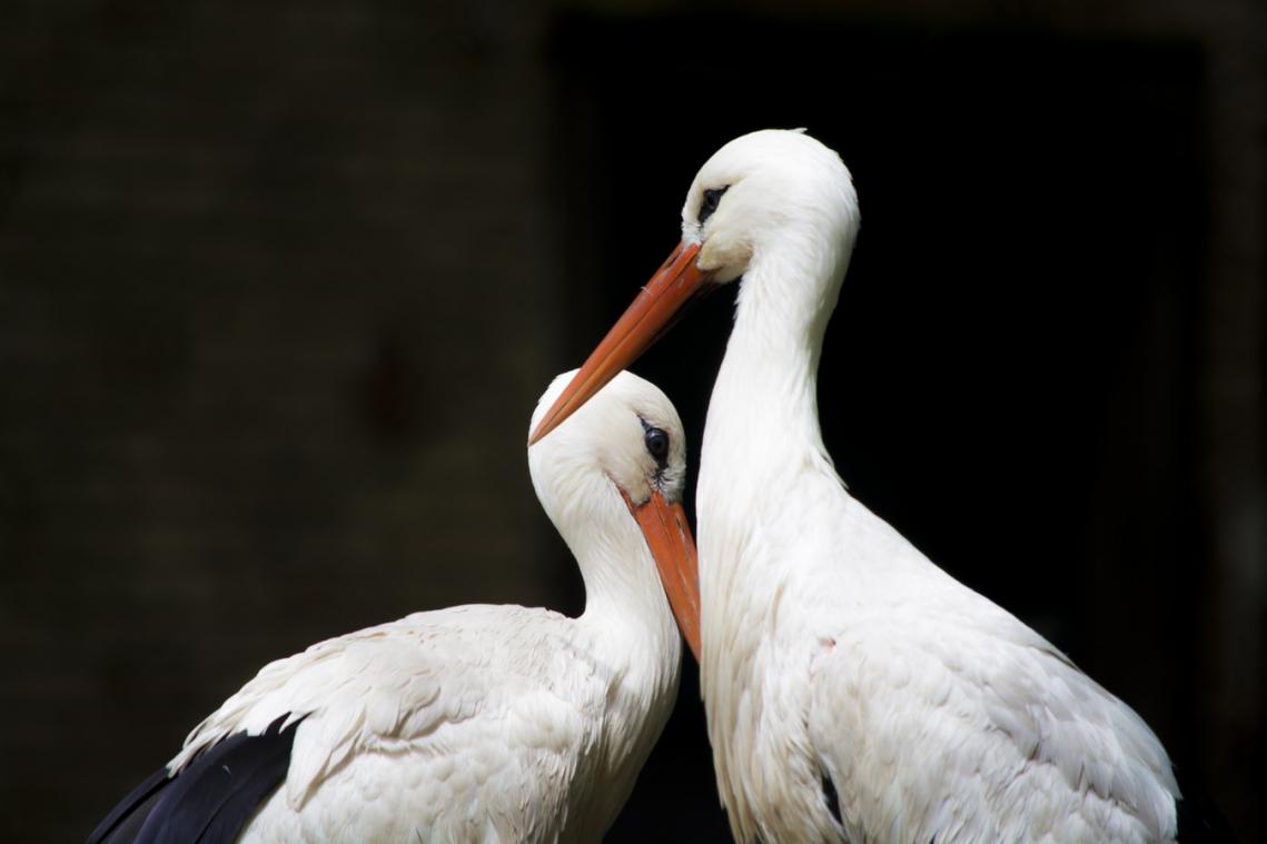 Dierenbeulen schieten broedende ooievaar dood