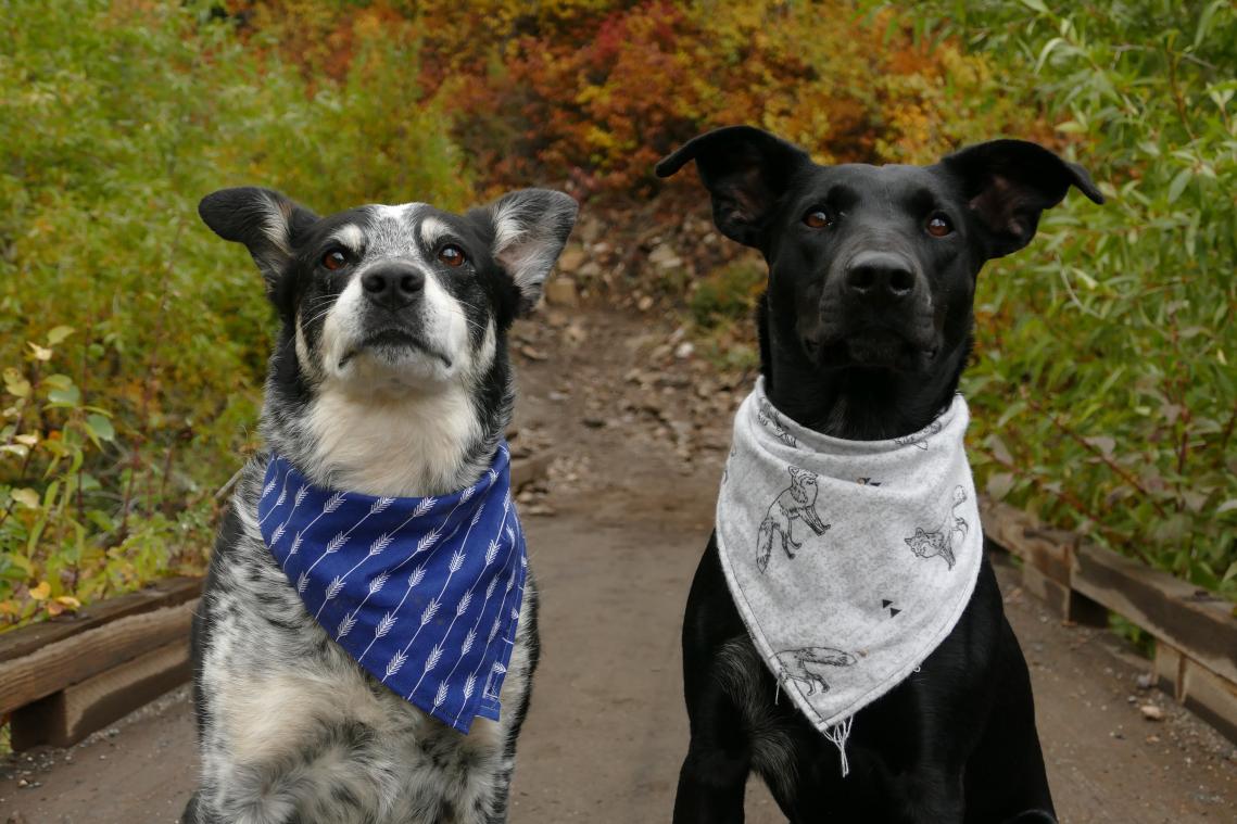 Geef jij deze honden een warme thuis?