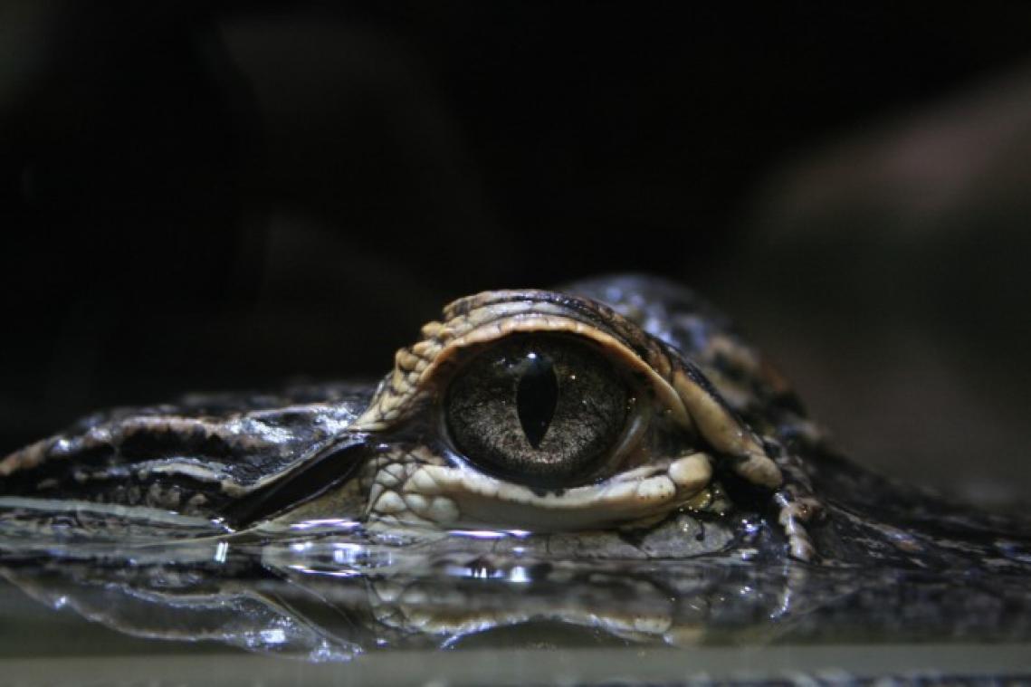 BIZAR. Vrouw uit Florida gevat met alligator in broek