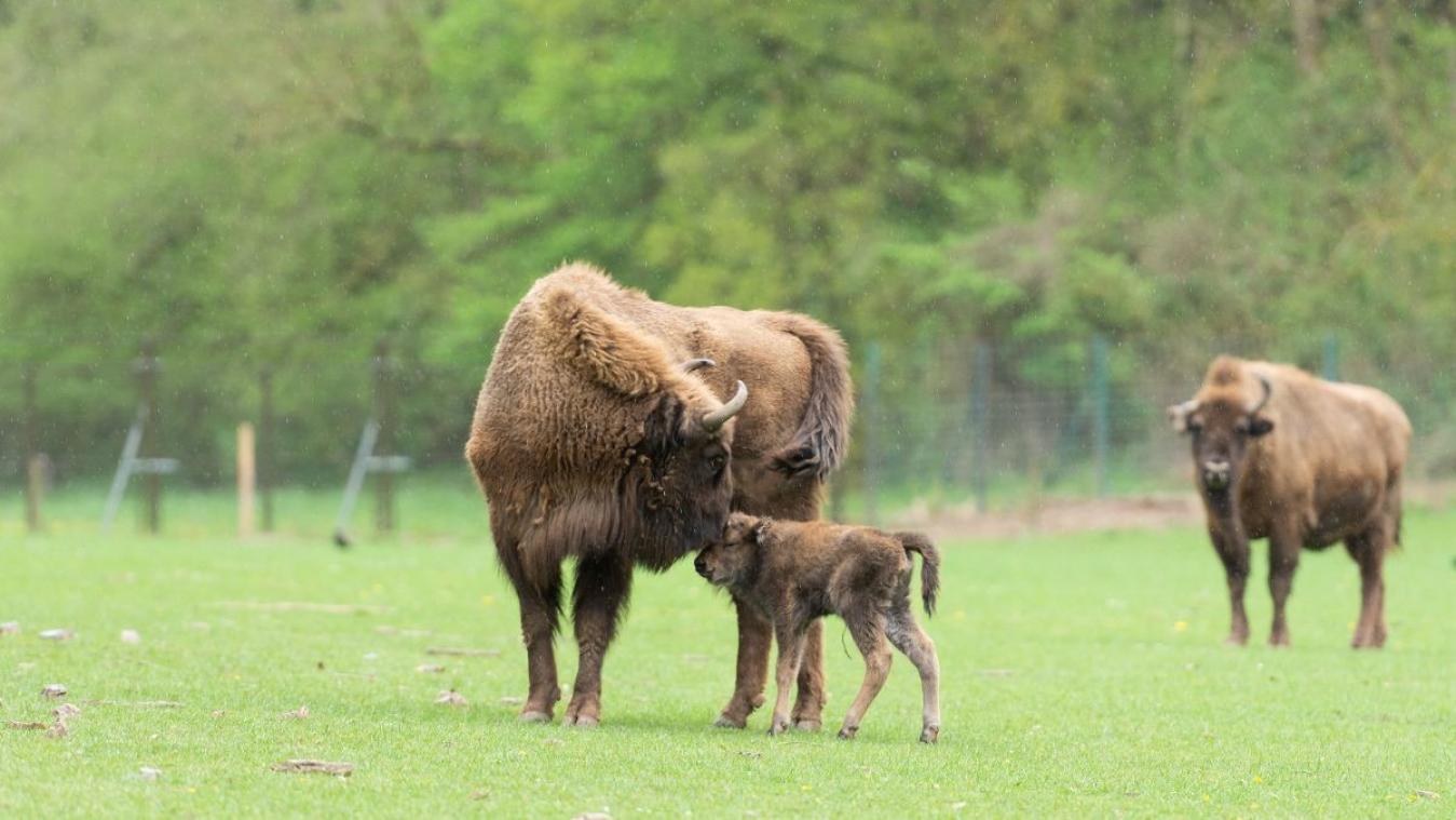 IN BEELD. Schattig bizonkalfje ziet het levenslicht op het Domein van de Grotten van Han