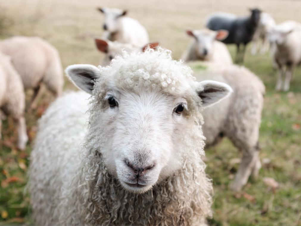Bizar. Franse school zet schapen op de schoolbanken