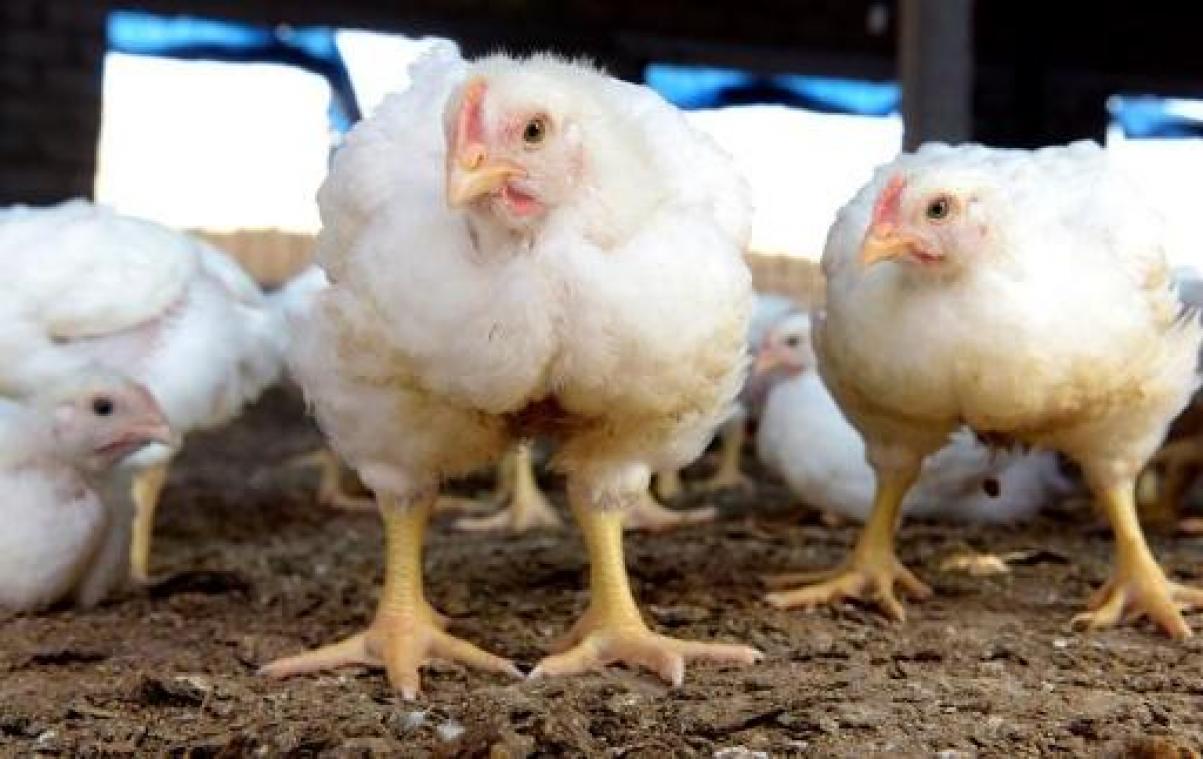 Poule & Poulette verscherpt toezicht op leverancier na kritiek Gaia