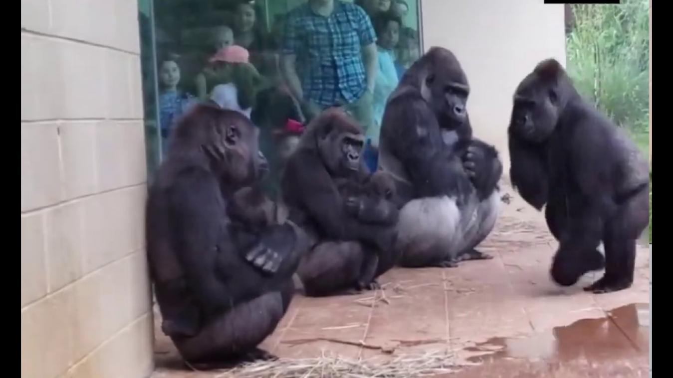 VIDEO. Deze gorilla's zijn echt geen fan van regen