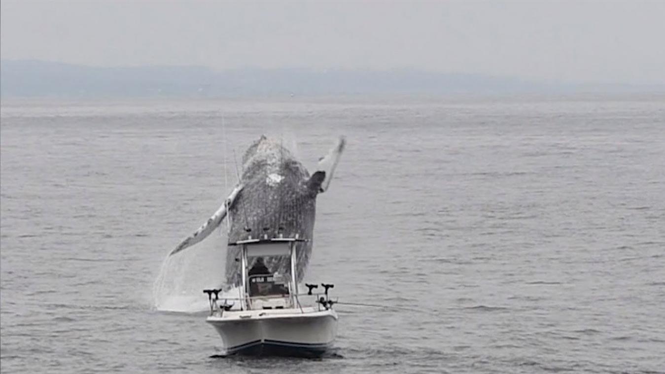 VIDEO. Gigantische bultrug springt uit het water net naast klein vissersbootje