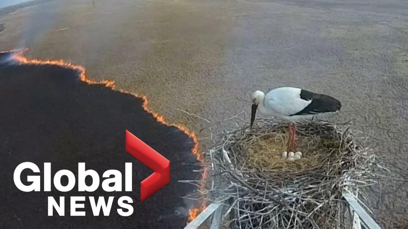 VIDEO. Ooievaar kijkt vanuit nest toe hoe bosbrand alles vernietigt