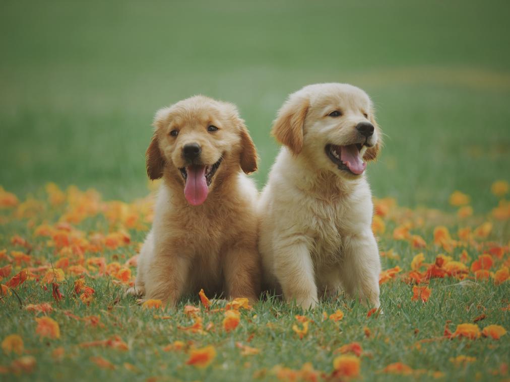 Wie geeft deze honden een nieuwe thuis?