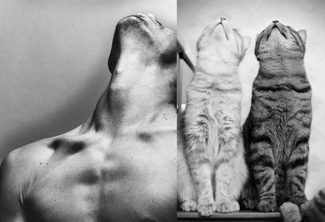 Man versus kat: wie verkies jij?