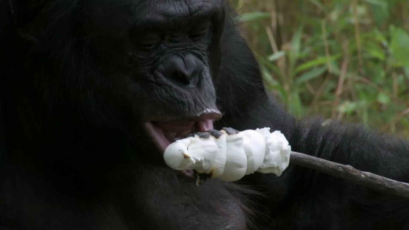 Bonobo maakt zelf vuur en roostert marshmallow