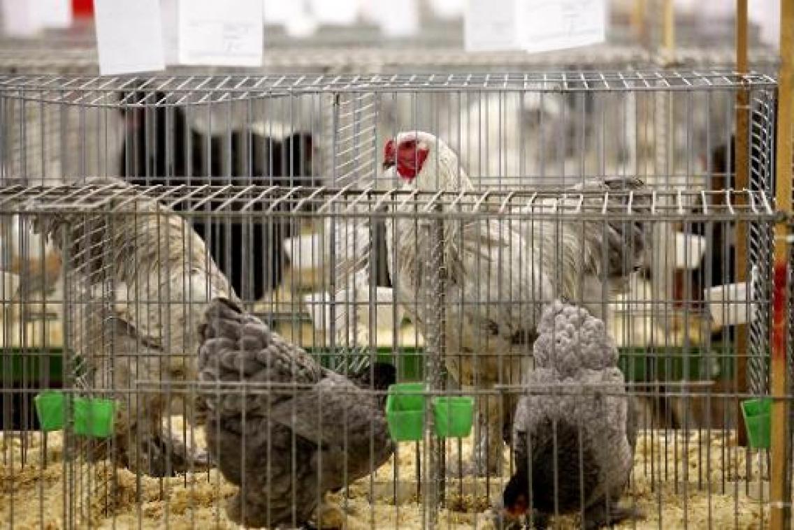 H3-vogelgriep uitgebreid naar veertigtal pluimveebedrijven