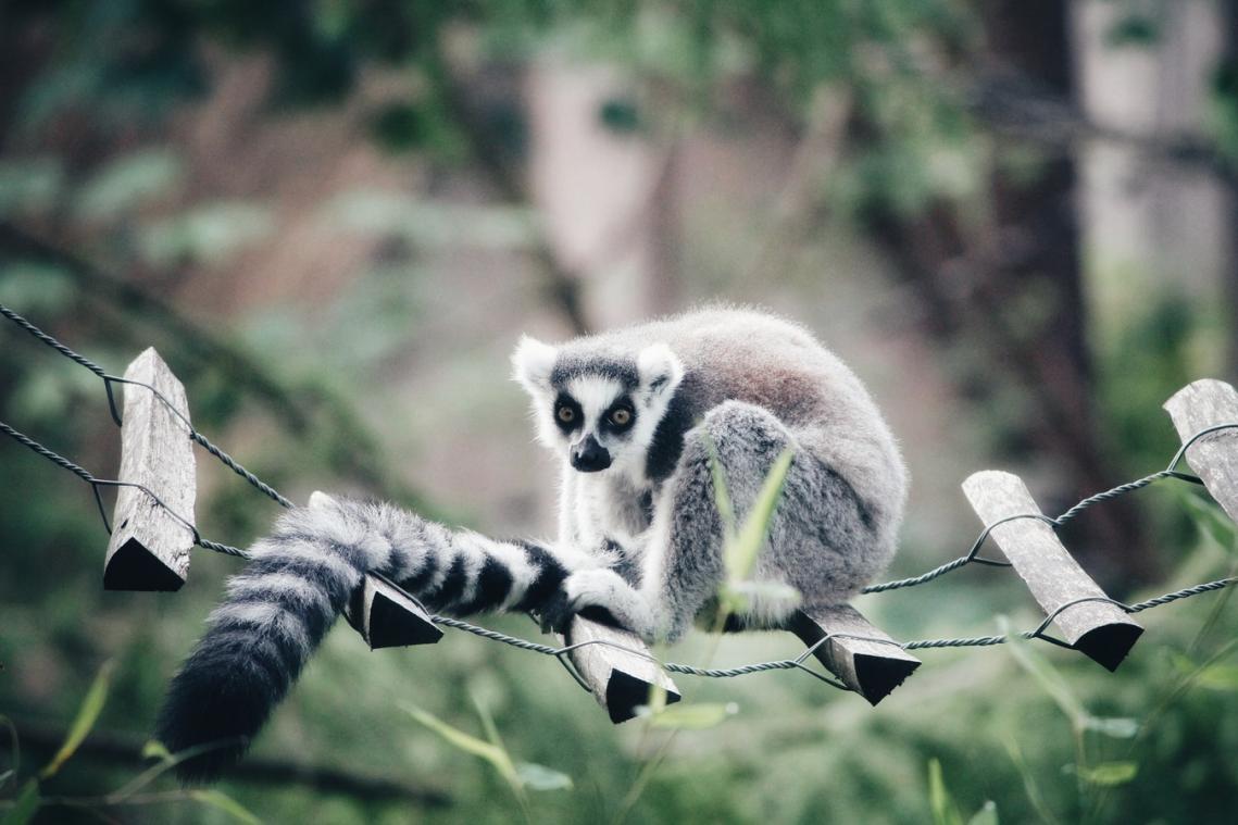 Tiener steelt ringstaartmaki uit zoo om als huisdier te houden
