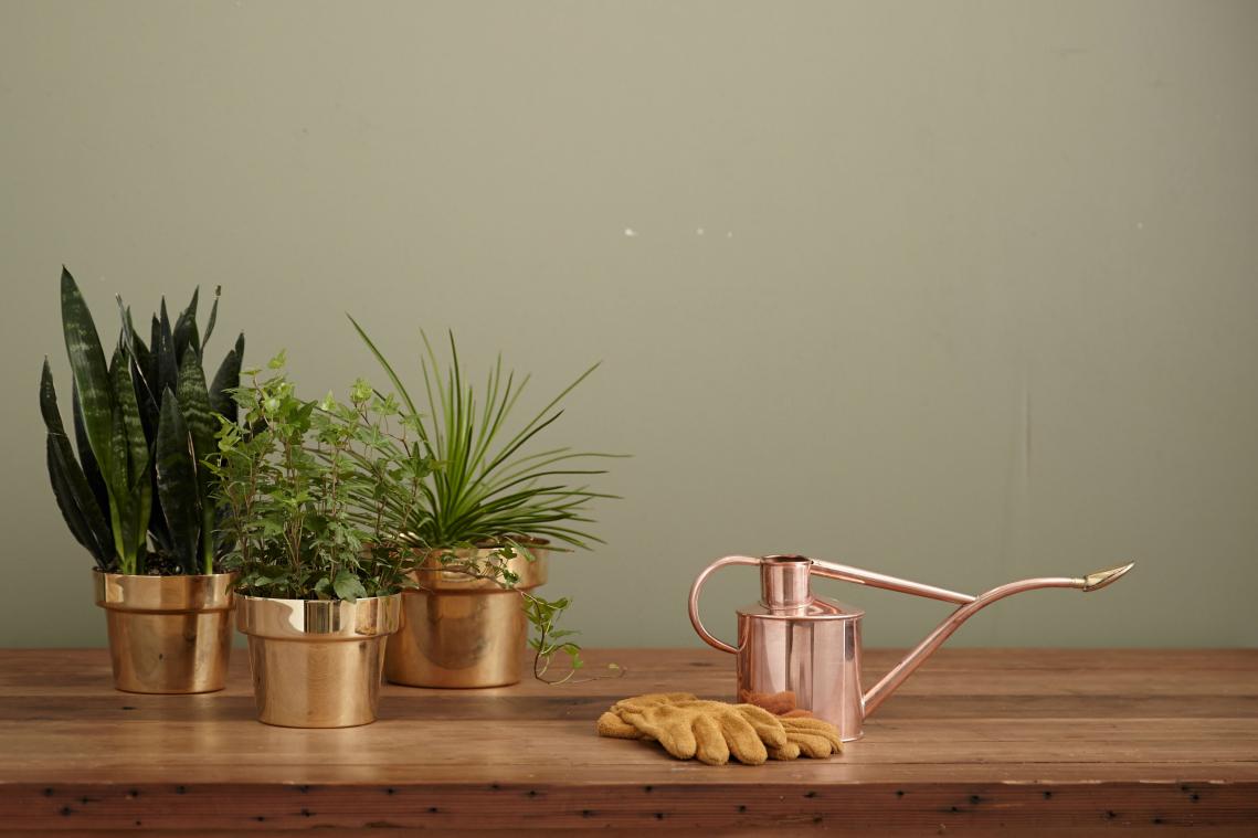 SOS planten: zo geef je ze correct water
