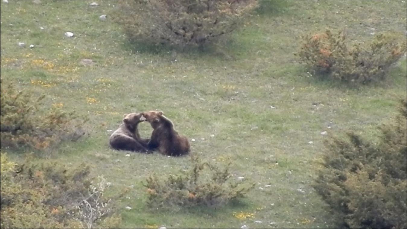 VIDEO. Ik zag twee bedreigde beren, zoete broodjes smeren