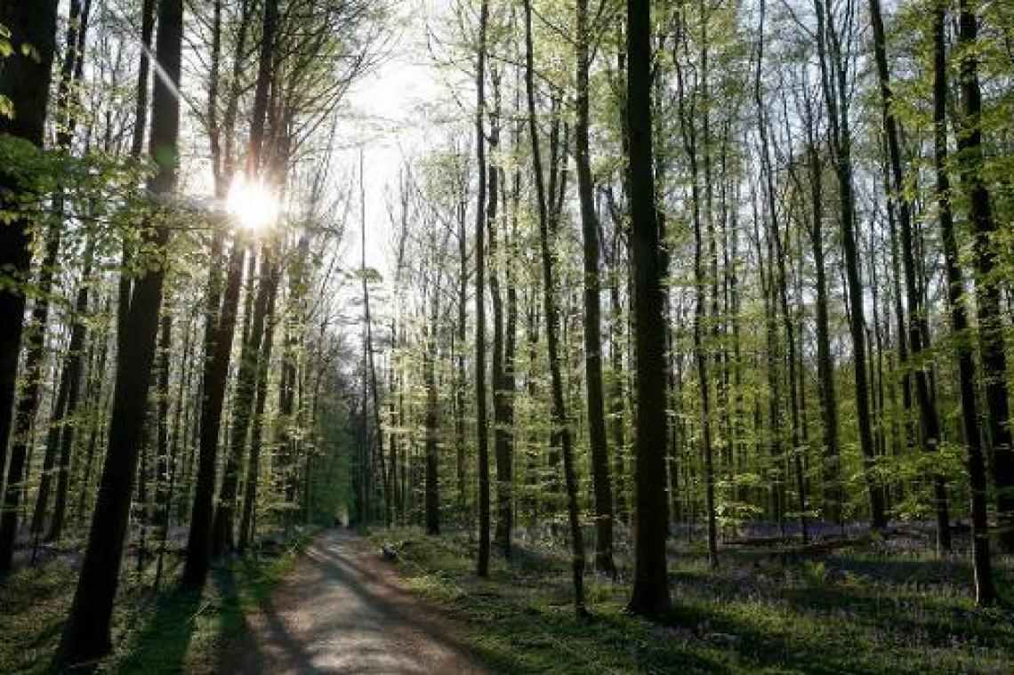 In Vlaanderen is er amper bos bijgekomen sinds 2000