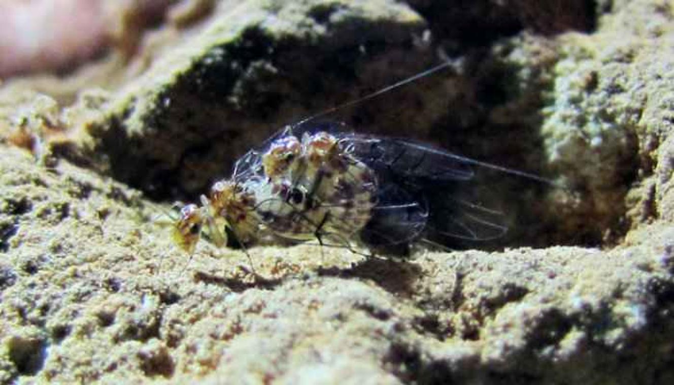 Deze insecten draaien de geslachten helemaal om