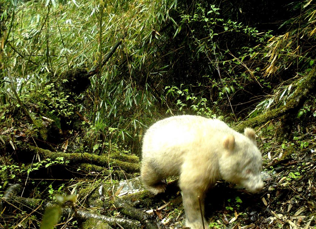 Zeldzame albino panda gespot in China