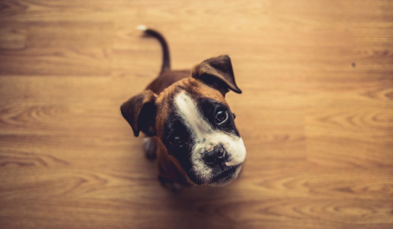 Wie geeft deze honden een warme thuis?