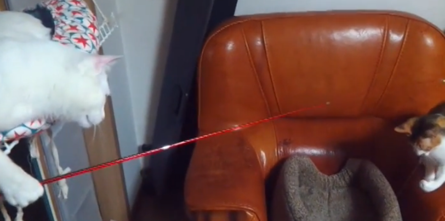 Kat vist naar andere kat