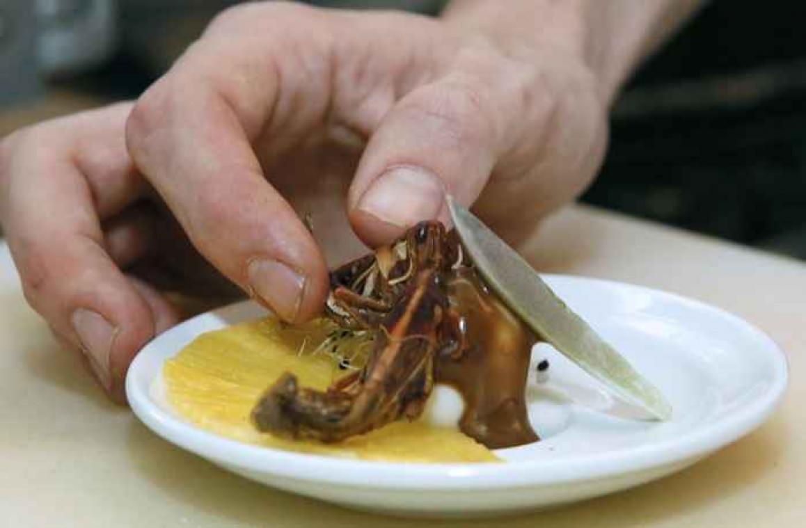 10 insecten die we mogen eten van het Federaal Voedselagentschap