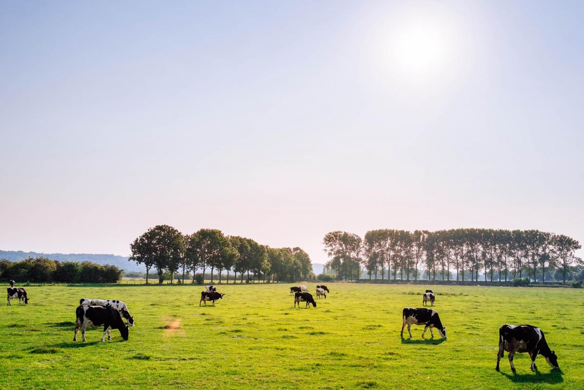 Lidl verkoopt enkel nog melk van grazende koeien