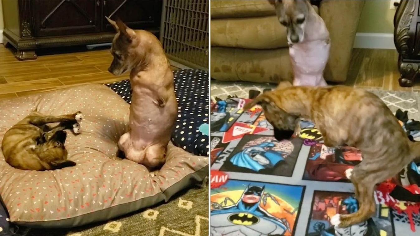 VIDEO. Tweepotige hond helpt tweepotige puppy er weer bovenop
