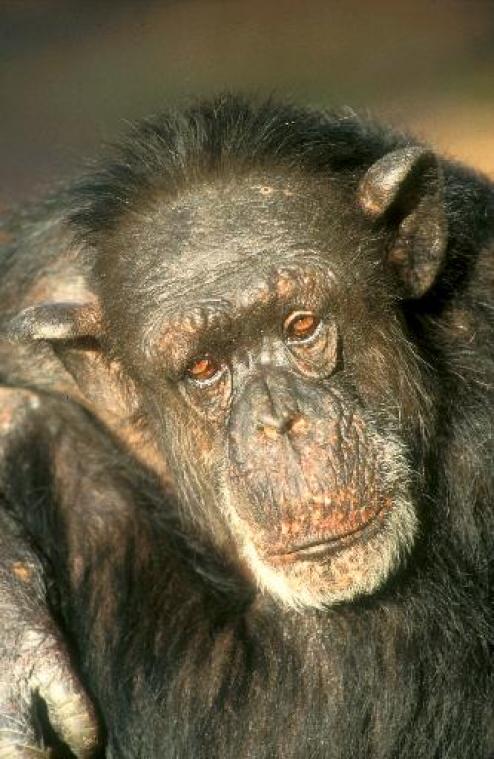 Wereldberoemde chimpansee overleden in Nederlandse zoo
