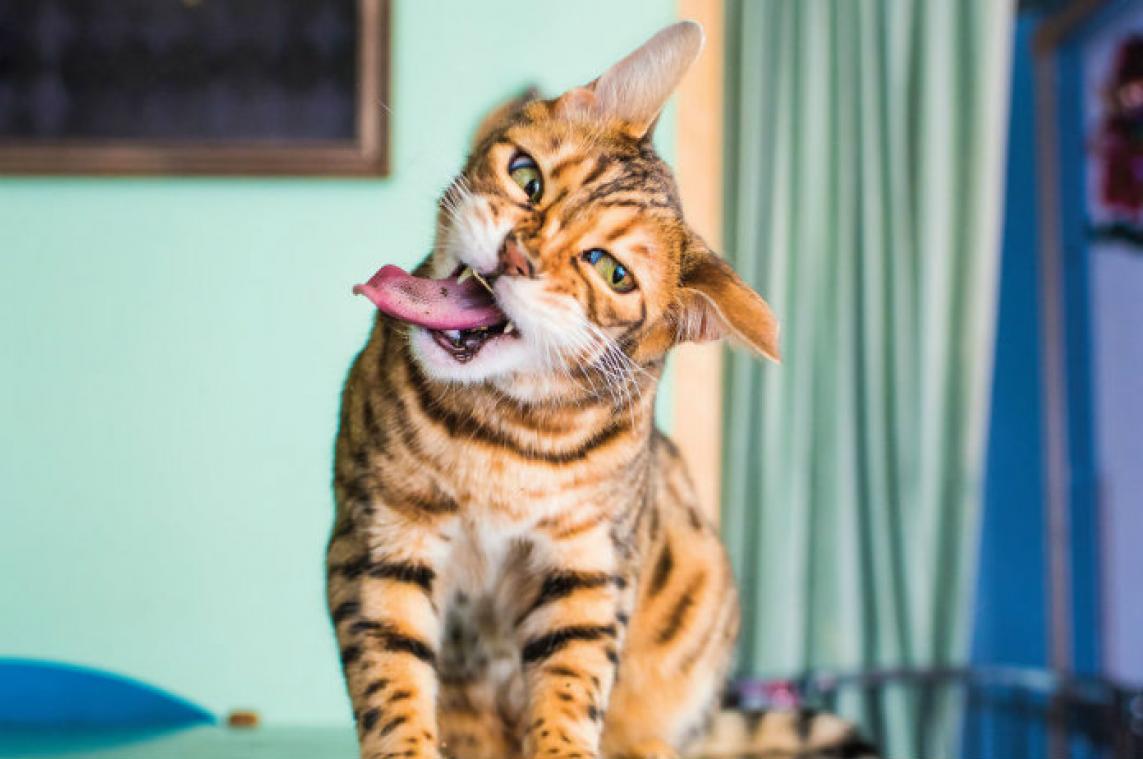 IN BEELD. Deze katten worden helemaal 'high' van kattenkruid