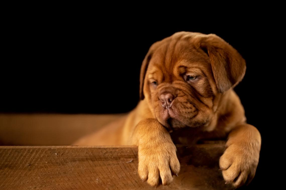 Wie geeft deze honden een nieuwe thuis?