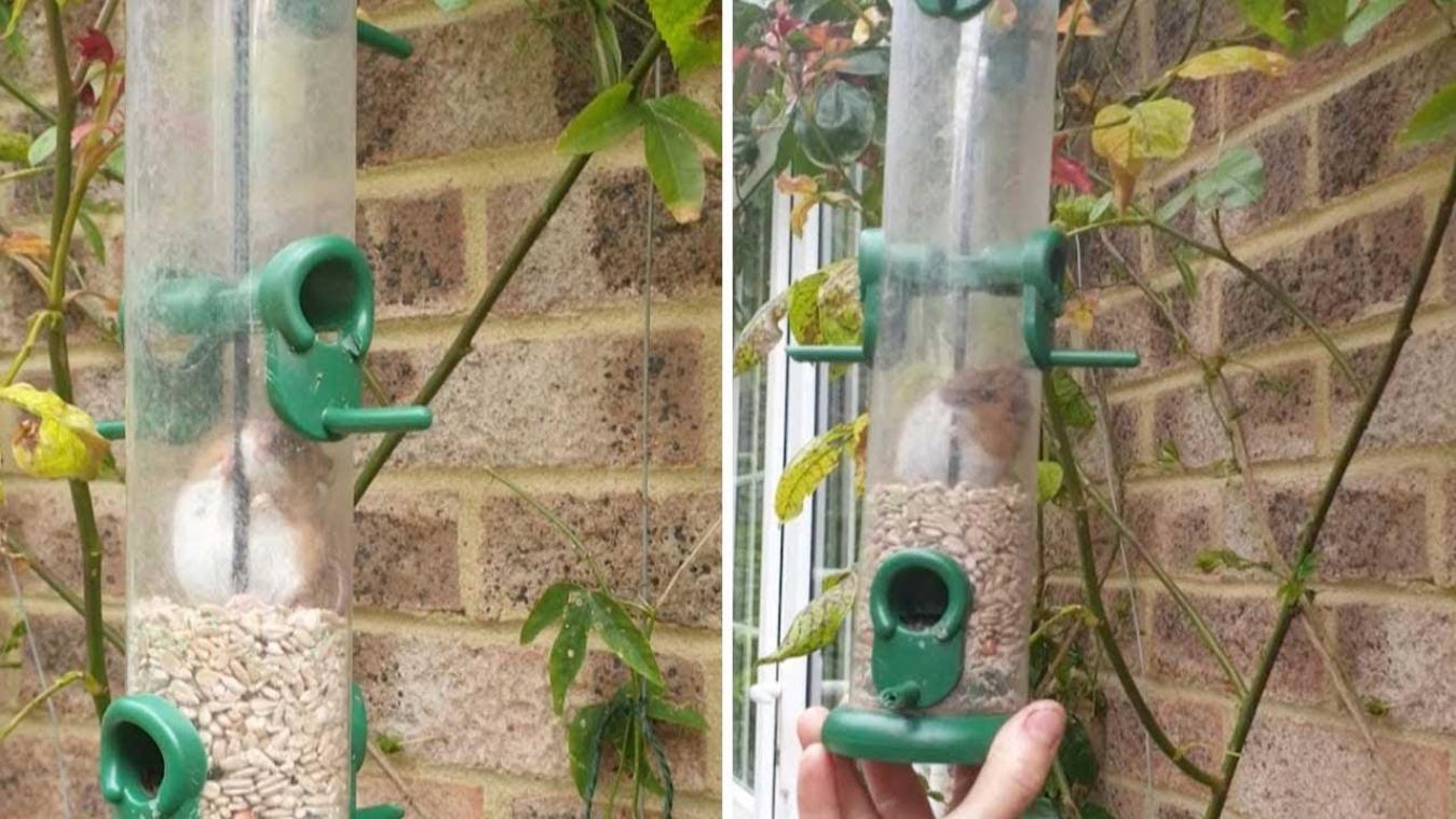 VIDEO. Muis eet buikje rond in voederbuis en geraakt er dan niet meer uit
