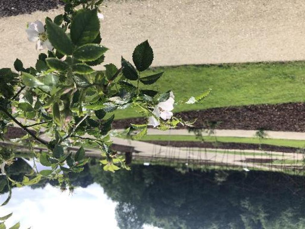 Plantentuin Meise opent unieke rozentuin met historische rozen