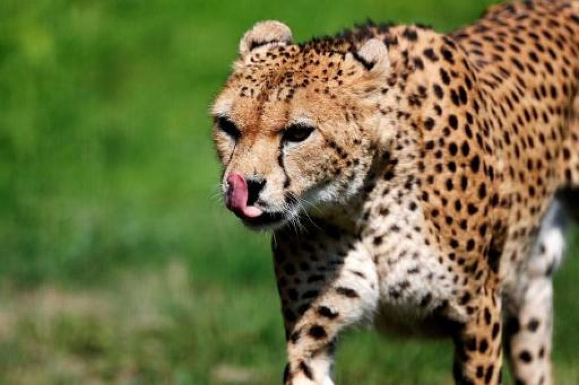 Peuter gedood door luipaard in Zuid-Afrikaans nationaal park