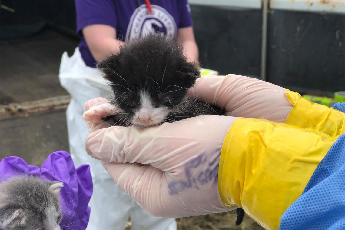 Dierenorganisatie vindt 100 levende en 200 dode katten in horrorhuis