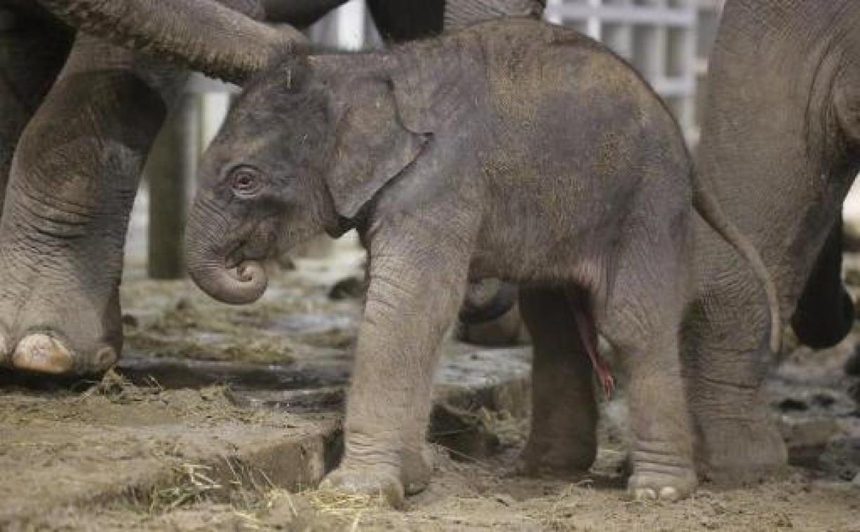 Olifantje geboren in dierentuin Pairi Daiza