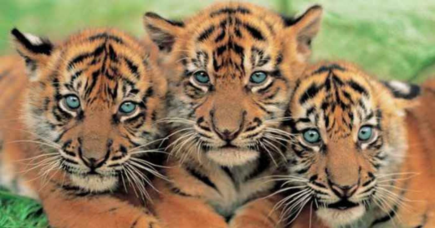 10 dieren die binnen tien jaar uitgestorven zullen zijn
