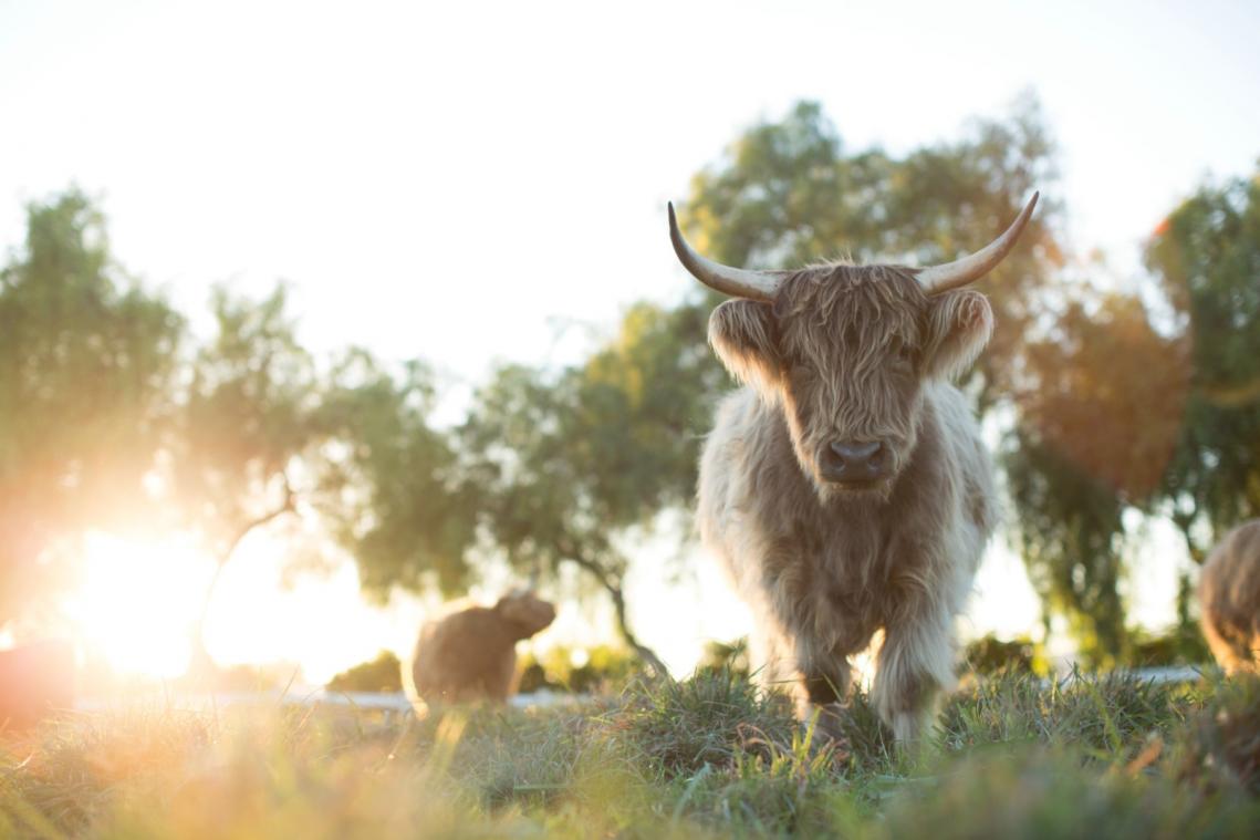 MOVIES. 'The Biggest Little Farm': alles laten vallen om boer te worden