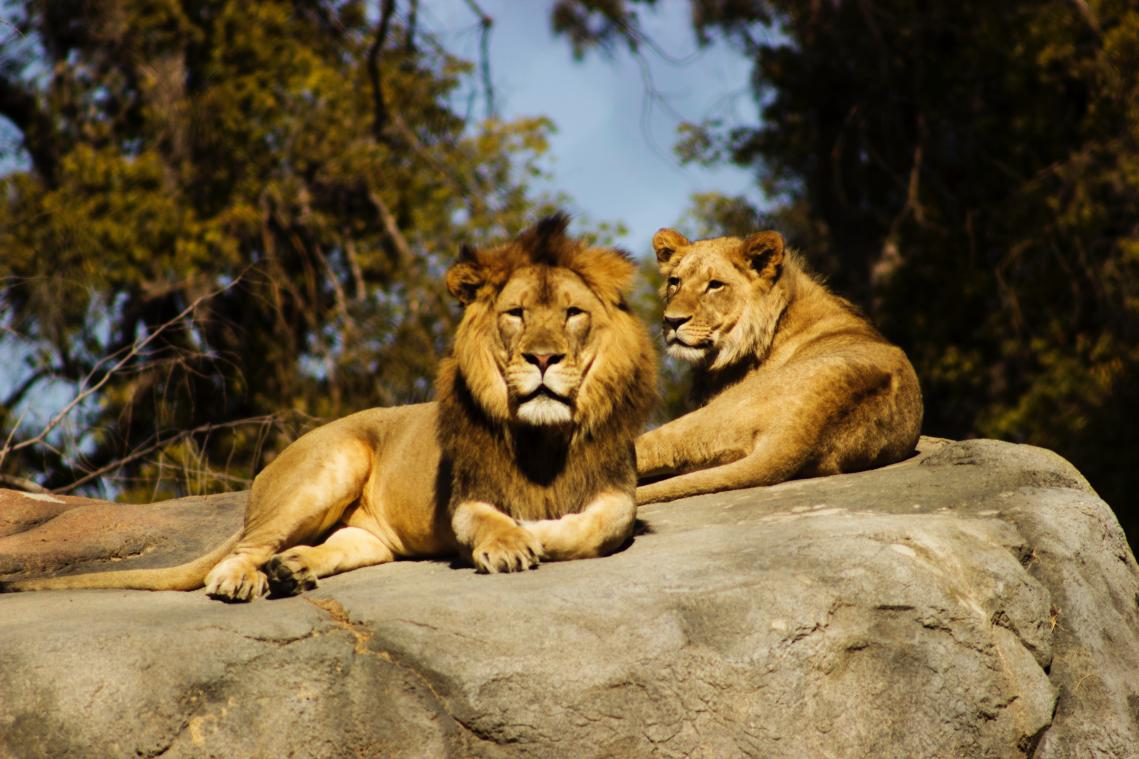 Bezoekers maken het te bont tijdens avondfeestjes in Londense Zoo
