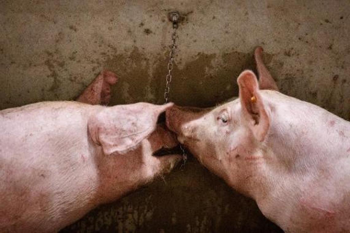 "NVWA laat export zieke varkens naar België en Duitsland toe"