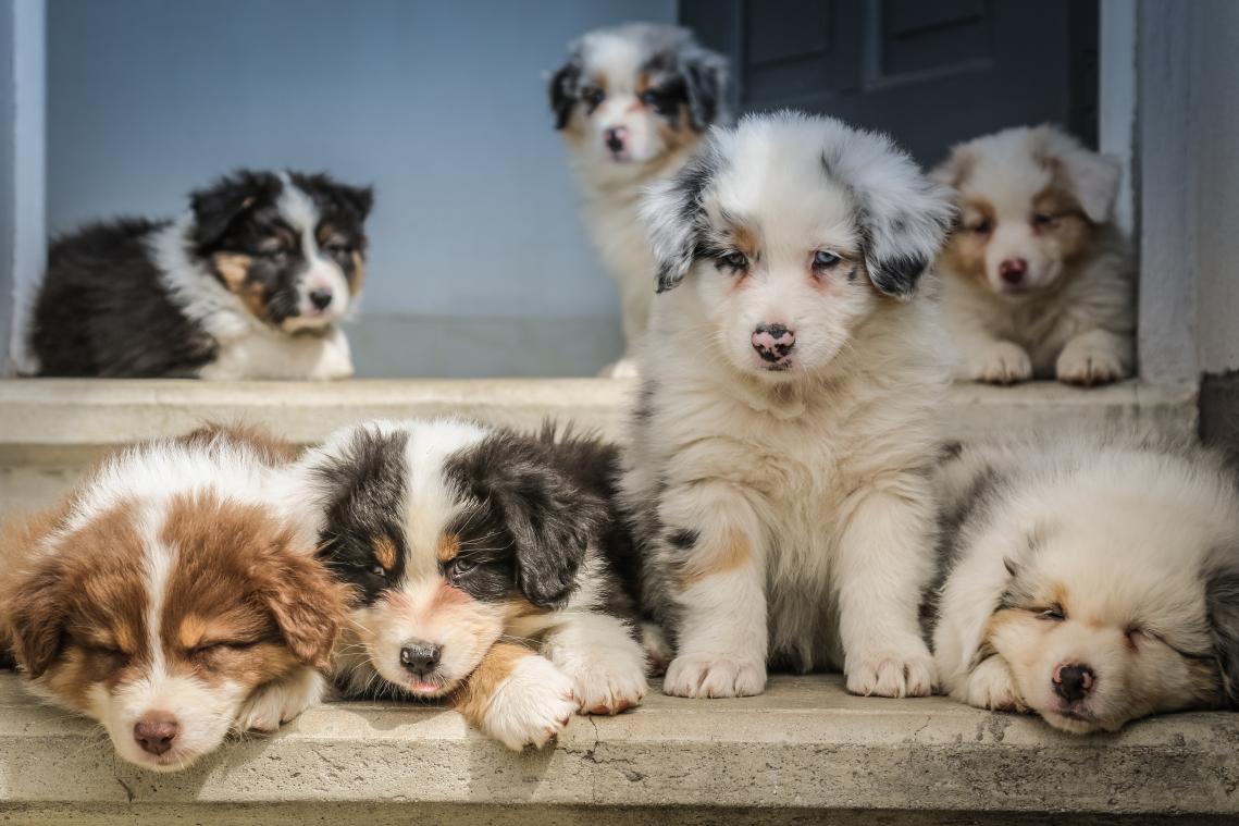 Nood aan puppy therapie? Bij dit hostel kan het gewoon!
